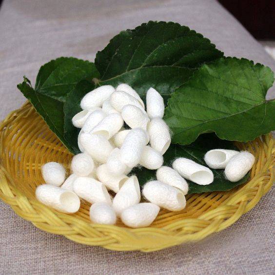 White silk cocoons arranged with mulberry leaves in a woven basket on a gray fabric flat-lay.